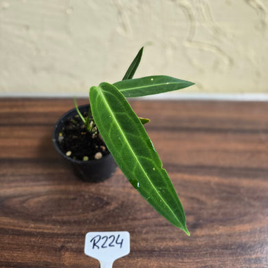 #R224 Anthurium Warocqueanum
