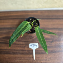 Load image into Gallery viewer, #R224 Anthurium Warocqueanum
