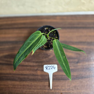 #R224 Anthurium Warocqueanum