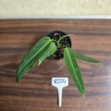 Load image into Gallery viewer, #R224 Anthurium Warocqueanum