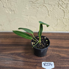 Load image into Gallery viewer, #R224 Anthurium Warocqueanum