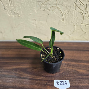 #R224 Anthurium Warocqueanum