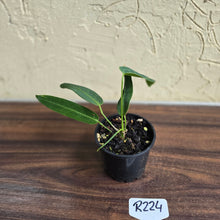 Load image into Gallery viewer, #R224 Anthurium Warocqueanum