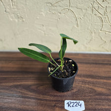 Load image into Gallery viewer, #R224 Anthurium Warocqueanum