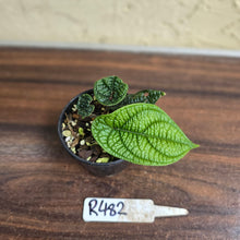 Load image into Gallery viewer, #R482 Piper Parmatum