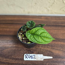 Load image into Gallery viewer, #R482 Piper Parmatum