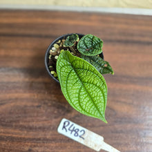 Load image into Gallery viewer, #R482 Piper Parmatum