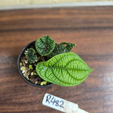 #R482 Piper Parmatum