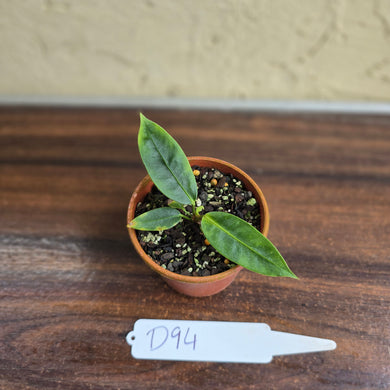 #D94 Anthurium Punctatum