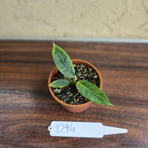 #D94 Anthurium Punctatum