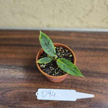 Load image into Gallery viewer, #D94 Anthurium Punctatum