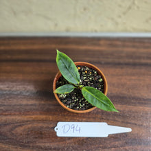 Load image into Gallery viewer, #D94 Anthurium Punctatum