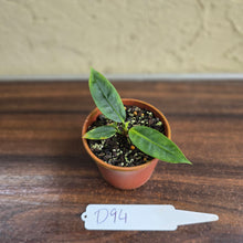 Load image into Gallery viewer, #D94 Anthurium Punctatum