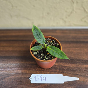 #D94 Anthurium Punctatum