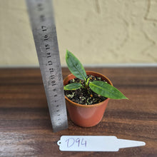 Load image into Gallery viewer, #D94 Anthurium Punctatum