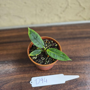 #D94 Anthurium Punctatum