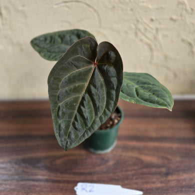 #R2 Anthurium Hoffmanii/Blood Moon