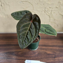 Load image into Gallery viewer, #R2 Anthurium Hoffmanii/Blood Moon