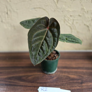 #R2 Anthurium Hoffmanii/Blood Moon
