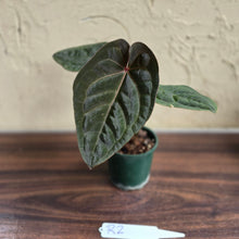 Load image into Gallery viewer, #R2 Anthurium Hoffmanii/Blood Moon