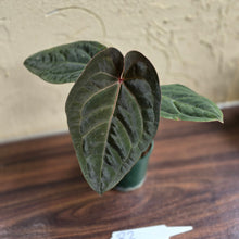 Load image into Gallery viewer, #R2 Anthurium Hoffmanii/Blood Moon