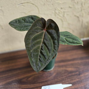 #R2 Anthurium Hoffmanii/Blood Moon