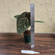 Load image into Gallery viewer, #R2 Anthurium Hoffmanii/Blood Moon