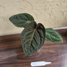 Load image into Gallery viewer, #R2 Anthurium Hoffmanii/Blood Moon