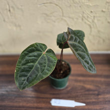 Load image into Gallery viewer, #R2 Anthurium Hoffmanii/Blood Moon