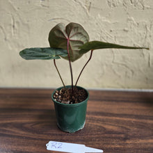 Load image into Gallery viewer, #R2 Anthurium Hoffmanii/Blood Moon