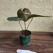 Load image into Gallery viewer, #R2 Anthurium Hoffmanii/Blood Moon