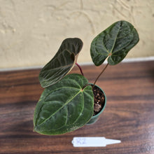 Load image into Gallery viewer, #R2 Anthurium Hoffmanii/Blood Moon