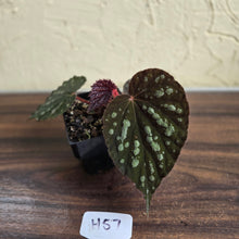 Load image into Gallery viewer, #H57 Begonia Unknown