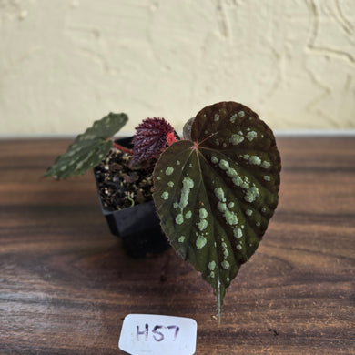 #H57 Begonia Unknown