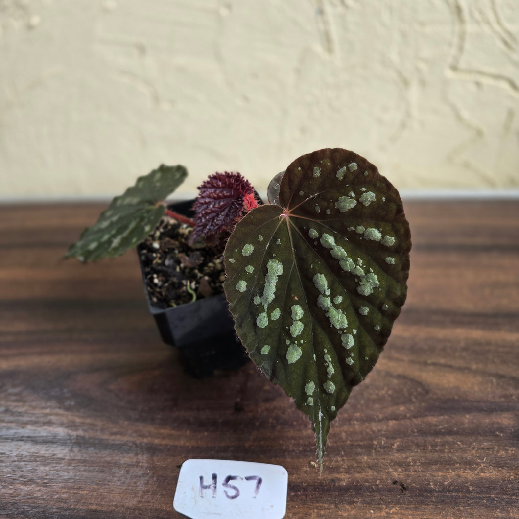 #H57 Begonia Unknown
