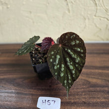 Load image into Gallery viewer, #H57 Begonia Unknown