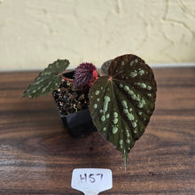 Load image into Gallery viewer, #H57 Begonia Unknown