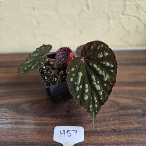 #H57 Begonia Unknown