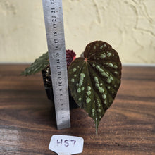 Load image into Gallery viewer, #H57 Begonia Unknown