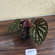 Load image into Gallery viewer, #H57 Begonia Unknown