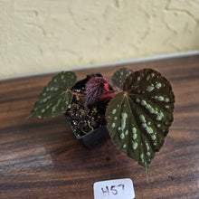 Load image into Gallery viewer, #H57 Begonia Unknown