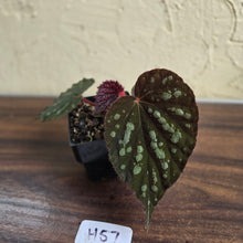 Load image into Gallery viewer, #H57 Begonia Unknown