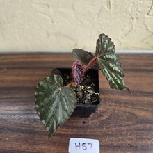 Load image into Gallery viewer, #H57 Begonia Unknown