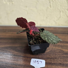 Load image into Gallery viewer, #H57 Begonia Unknown