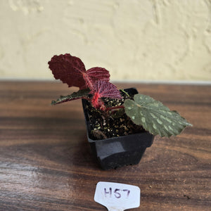 #H57 Begonia Unknown