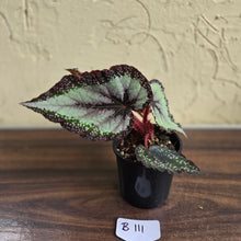 Load image into Gallery viewer, #B111 Begonia Unknown
