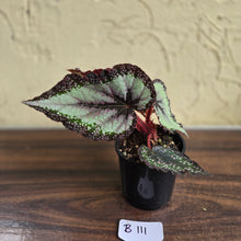 Load image into Gallery viewer, #B111 Begonia Unknown