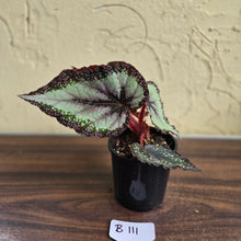 Load image into Gallery viewer, #B111 Begonia Unknown