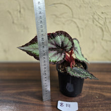 Load image into Gallery viewer, #B111 Begonia Unknown