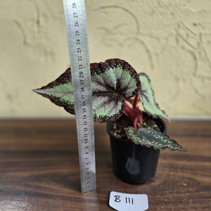 #B111 Begonia Unknown